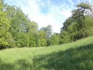 Dražba louky, Děčín, 15764 m2