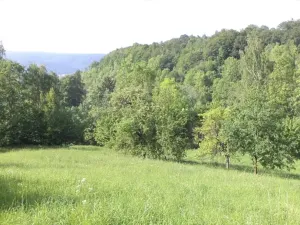 Dražba louky, Děčín, 15764 m2