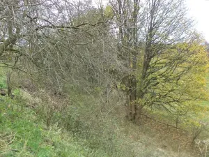 Dražba pozemku, Aš, 1691 m2