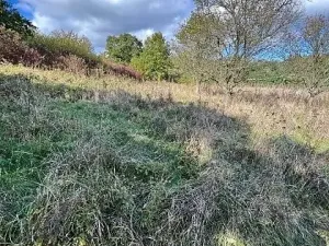 Prodej lesa, Březolupy, 245 m2