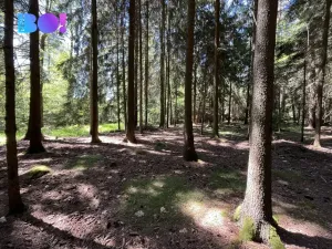 Prodej lesa, Žďár nad Sázavou - Stržanov, 43856 m2