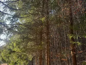 Prodej lesa, Huslenky, 11045 m2