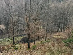 Prodej lesa, Huslenky, 11045 m2