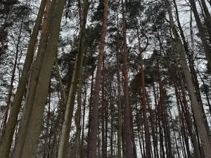 Prodej lesa, Malá Bystřice, 54751 m2