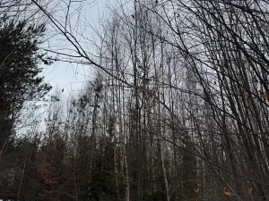 Prodej lesa, Malá Bystřice, 54751 m2