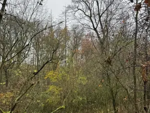 Prodej lesa, Boreč, 3833 m2