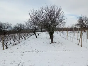 Prodej zahrady, Mikulov, Nová, 467 m2
