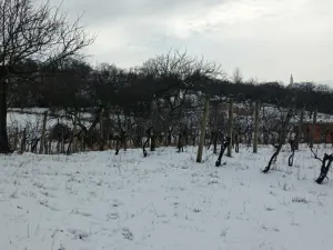 Prodej zahrady, Mikulov, Nová, 467 m2