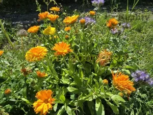 Pronájem zahrady, Opava, Těšínská, 300 m2