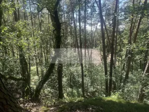 Prodej lesa, Nebužely, 27933 m2