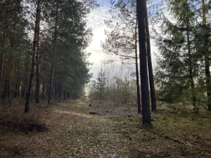 Prodej lesa, Veliny, 5028 m2