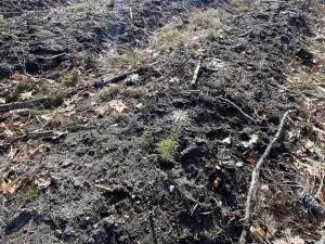 Prodej lesa, Veliny, 5028 m2