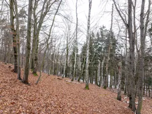 Prodej lesa, Velké Popovice, 19731 m2