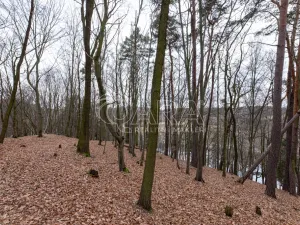 Prodej lesa, Velké Popovice, 19731 m2