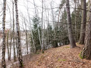 Prodej lesa, Velké Popovice, 19731 m2