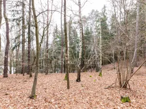 Prodej lesa, Velké Popovice, 19731 m2