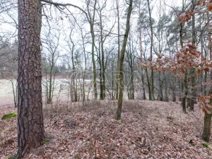 Prodej lesa, Velké Popovice, 19731 m2