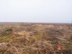 Prodej pozemku pro bydlení, Olešná, 2187 m2