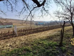 Prodej sadu/vinice, Hovorany, 1322 m2