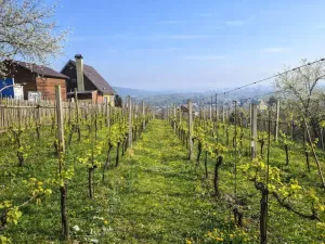 Prodej zahrady, Malé Žernoseky, 992 m2