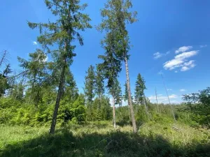Prodej lesa, Kropáčova Vrutice, 15167 m2