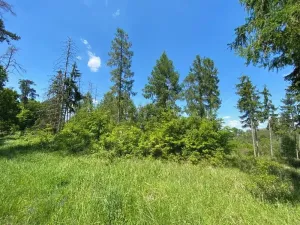 Prodej lesa, Kropáčova Vrutice, 15167 m2