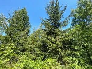 Prodej lesa, Kropáčova Vrutice, 15167 m2