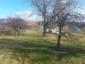 Prodej zahrady, Olomouc, Lidická, 1080 m2