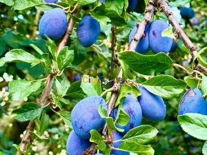Prodej rodinného domu, Brandýs nad Labem-Stará Boleslav, Karla Šebora, 160 m2