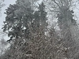 Prodej lesa, Janová, 7449 m2