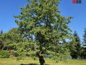 Pronájem zahrady, 1962 m2