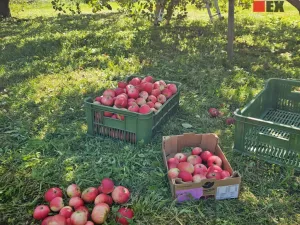 Pronájem zahrady, 1962 m2