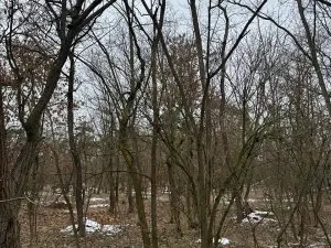 Prodej podílu lesa, Černěves, 9239 m2