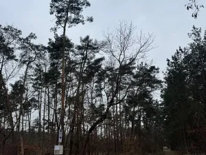 Prodej podílu lesa, Černěves, 9239 m2