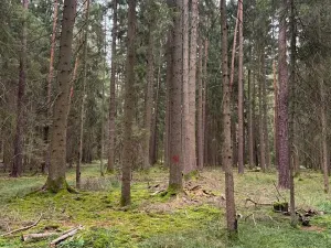 Prodej podílu lesa, Ledenice, 2894 m2