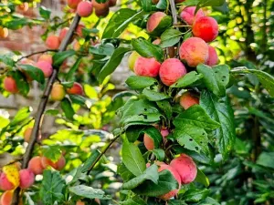 Prodej vícegeneračního domu, Hředle, 398 m2