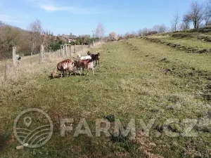 Prodej pole, Řepín, 22068 m2