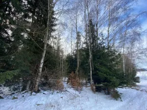 Prodej lesa, Volfířov - Brandlín, 3426 m2