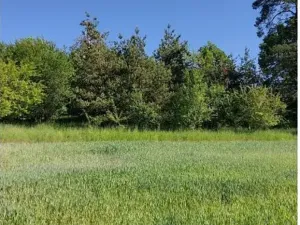 Prodej lesa, Lipník, 2058 m2