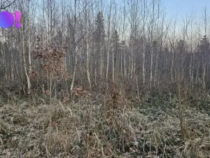 Prodej lesa, Rybí, 55558 m2