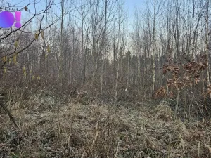 Prodej lesa, Rybí, 55558 m2