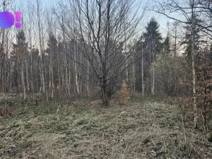 Prodej lesa, Rybí, 55558 m2