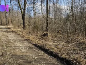 Prodej lesa, Rybí, 55558 m2