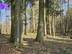 Prodej lesa, Rybí, 55558 m2