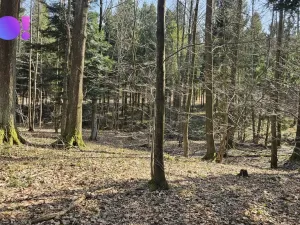 Prodej lesa, Rybí, 55558 m2