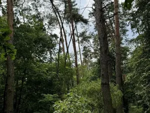 Prodej podílu lesa, Kojice, 4203 m2