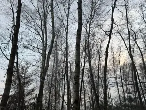 Prodej podílu lesa, Břehy, 1092 m2