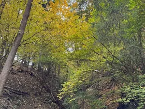 Prodej lesa, Přísečná, 15088 m2