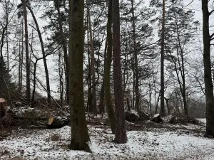 Prodej lesa, Stříbrnice, 2595 m2