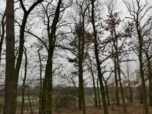 Prodej lesa, Libotenice, 17863 m2